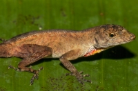 Anolis humilis, RNG-Manzanillo