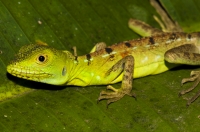 Plumed basilisk (Basiliscus plumifrons), RNG-Manzanillo