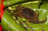 Crab, Manzanillo