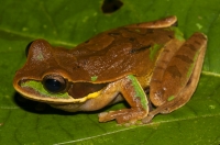 New Granada cross-banded tree frog (Smilisca phaeota), Manzanillo