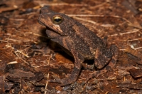 Evergreen toad (Incilius coniferus), RNG-Manzanillo