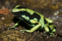 Dendrobates auratus, RNG-Manzanillo