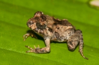 Craugastor polyptychus, RNG-Manzanillo