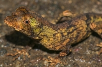 Anolis capito, RNG-Manzanillo