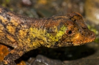 Anolis capito, RNG-Manzanillo