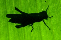 Orthoptera, RNG-Manzanillo