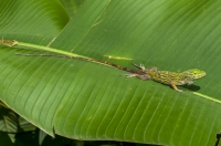 Anolis biporcatus, RNG-Manzanillo