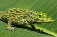 Anolis biporcatus, RNG-Manzanillo