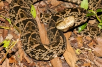 Bothrops asper, RNG-Manzanillo 