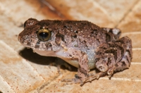 Craugastor bransfordii, RNG-Manzanillo