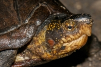 Kinosternon leucostomum, RNG-Manzanillo