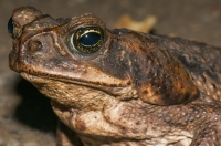 Rhinella marina, RNG-Manzanillo