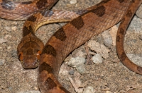 Leptodeira septentrionalis, RNG-Manzanillo