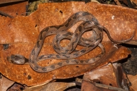 Leptodeira septentrionalis, RNG-Manzanillo