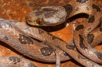 Leptodeira septentrionalis, RNG-Manzanillo