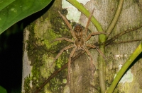 Spider, RNG-Manzanillo