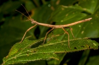 Phasmatodea, RNG-Manzanillo