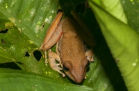 Craugastor fitzingeri, RNG-Manzanillo