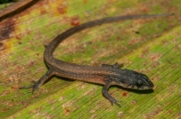 Leposoma southi, RNG-Manzanillo