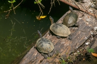 Black river turtle (Rhinoclemmys funerea), Puerto Viejo de Talamanca