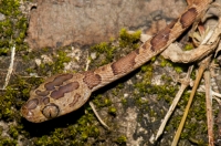 Blunthead Tree Snake (Imantodes cenchoa), RNG-Manzanillo