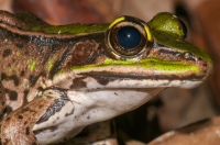 Lithobates vaillanti, RNG-Manzanillo