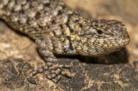 Scelophorus malachiticus, Alajuela