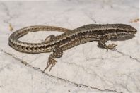 Podarcis muralis, Biokovo