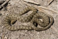 Natrix tessellata, Baćina