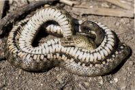 Natrix tessellata, Baćina