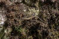 Podarcis muralis, Vrelo Une