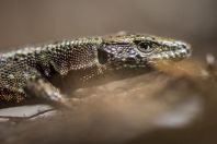 Algyroides nigropunctatus, Vrelo Une