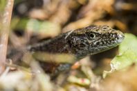 Algyroides nigropunctatus, Vrelo Une