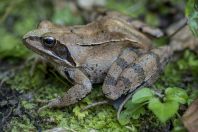 Rana dalmatina, Vrelo Une