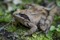 Rana dalmatina, Vrelo Une