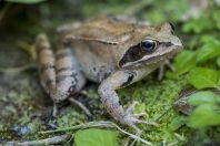 Rana dalmatina, Vrelo Une