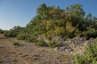 Mediterranean, Verivode