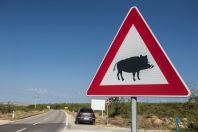 Beware of pigs, Lišane Ostrovičke