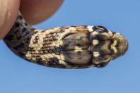 Hierophis gemonensis, Vukšić