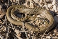 Hierophis gemonensis, Vukšić