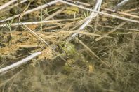 Pelophylax ridibundus ,Lake Vrana