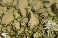 Natrix tessellata var. flavescens, Vrana