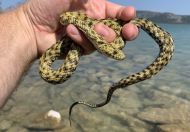 Natrix tessellata var. flavescens, Vrana