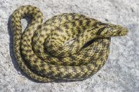 Natrix tessellata var. flavescens, Vrana