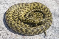 Natrix tessellata var. flavescens, Vrana