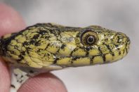 Natrix tessellata var. flavescens, Vrana