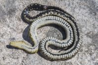 Natrix tessellata var. flavescens, Vrana