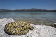 Natrix tessellata var. flavescens, Vrana