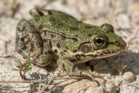 Pelophylax ridibundus, Radošinovci