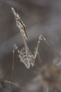 Empusa fasciata, Chloraka